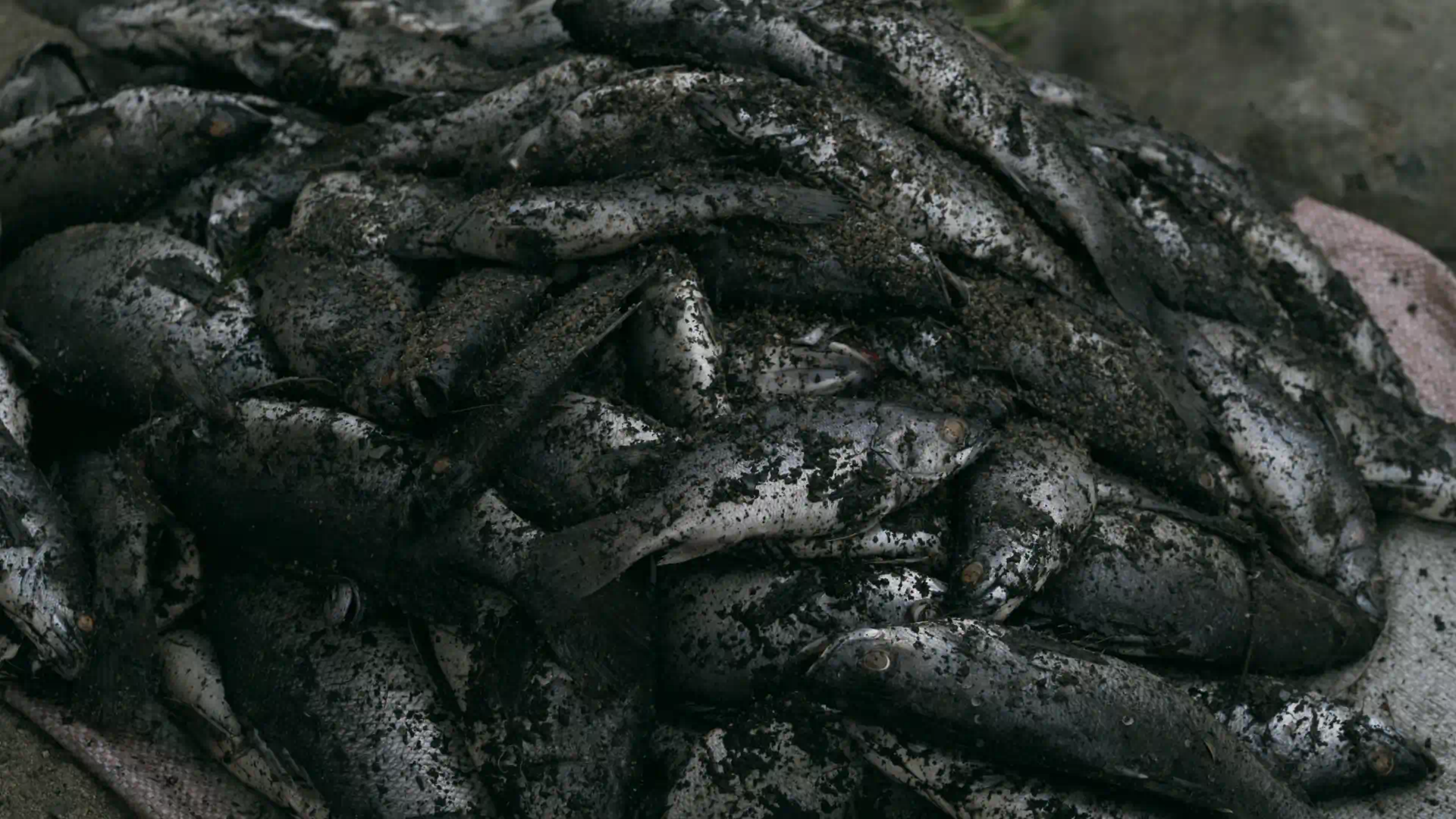 A pile of fish lies on the ground